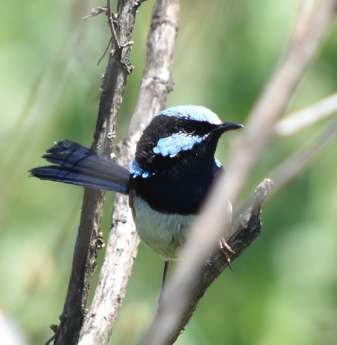 Superb Fairywren - ML385633141