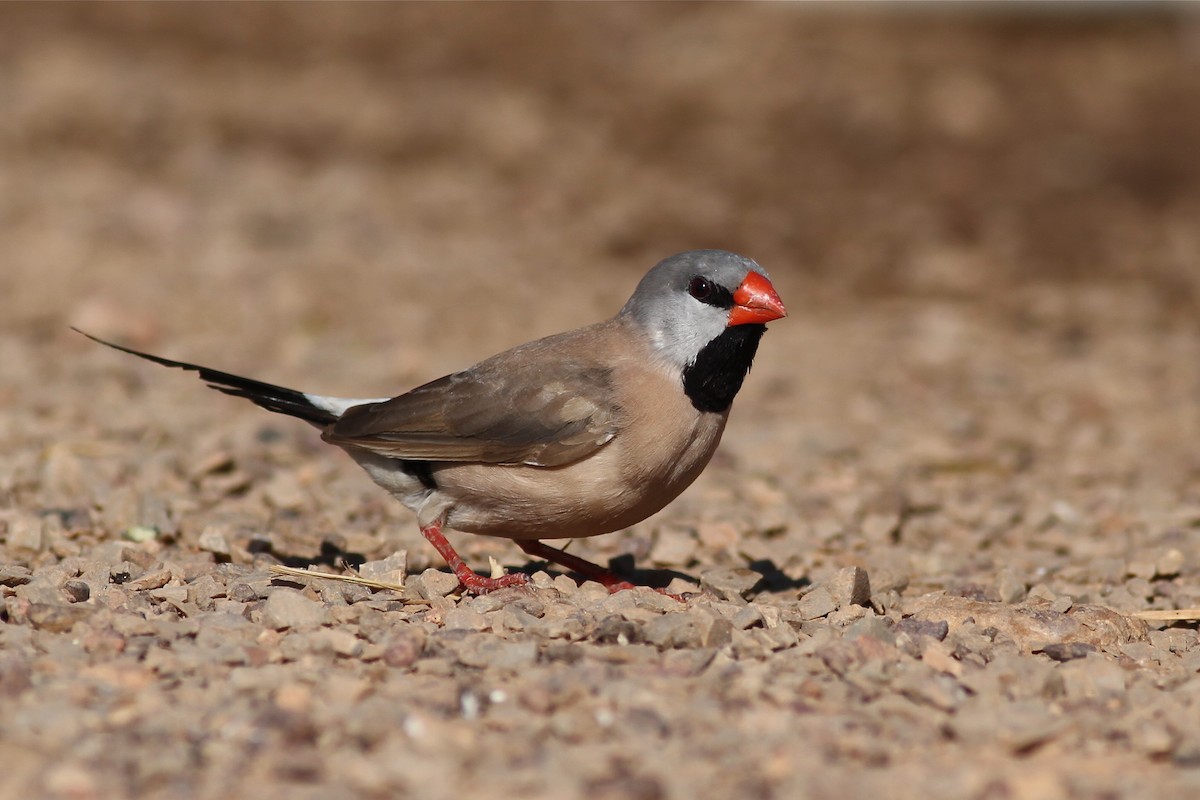 Long-tailed Finch - Chris Wiley