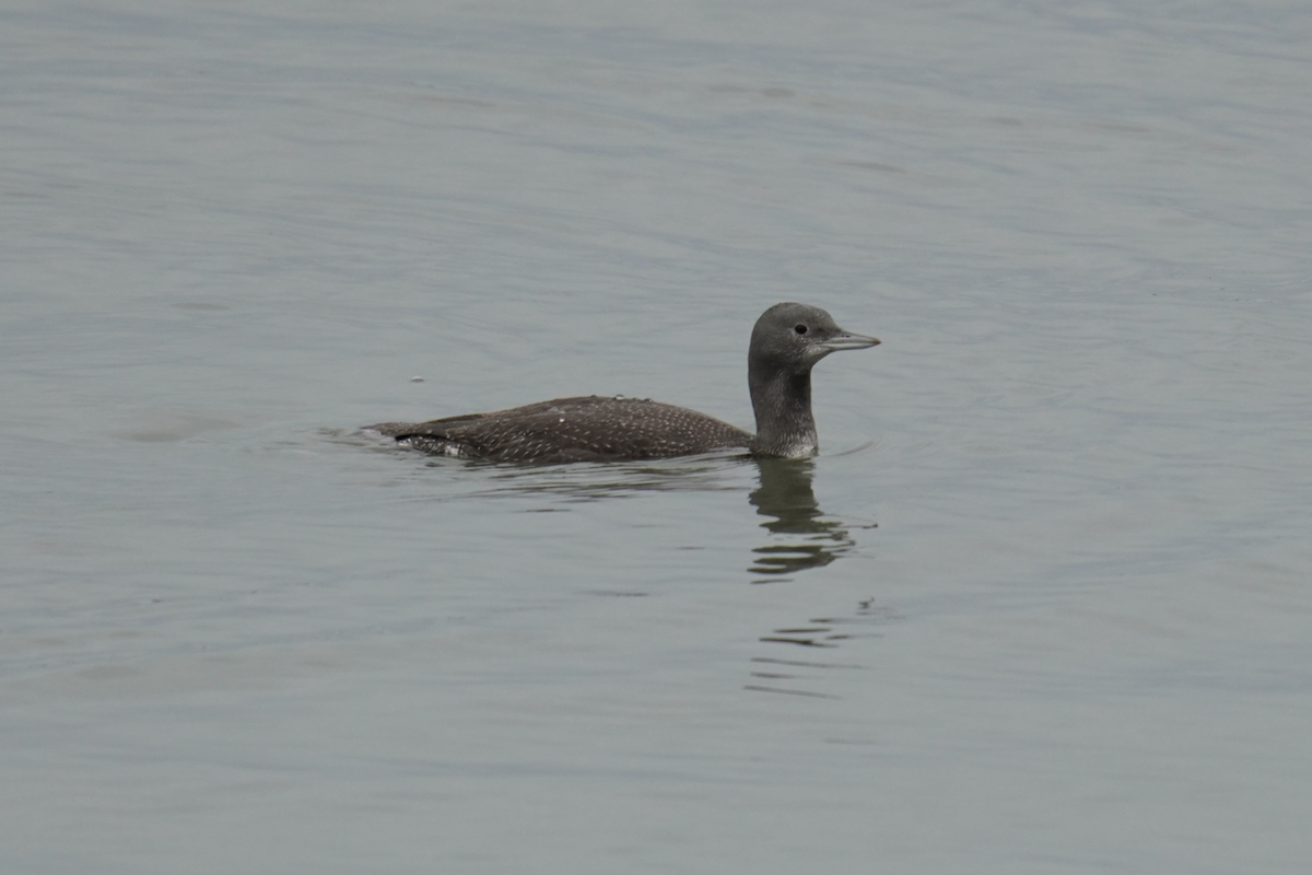 Red-throated Loon - ML385636191