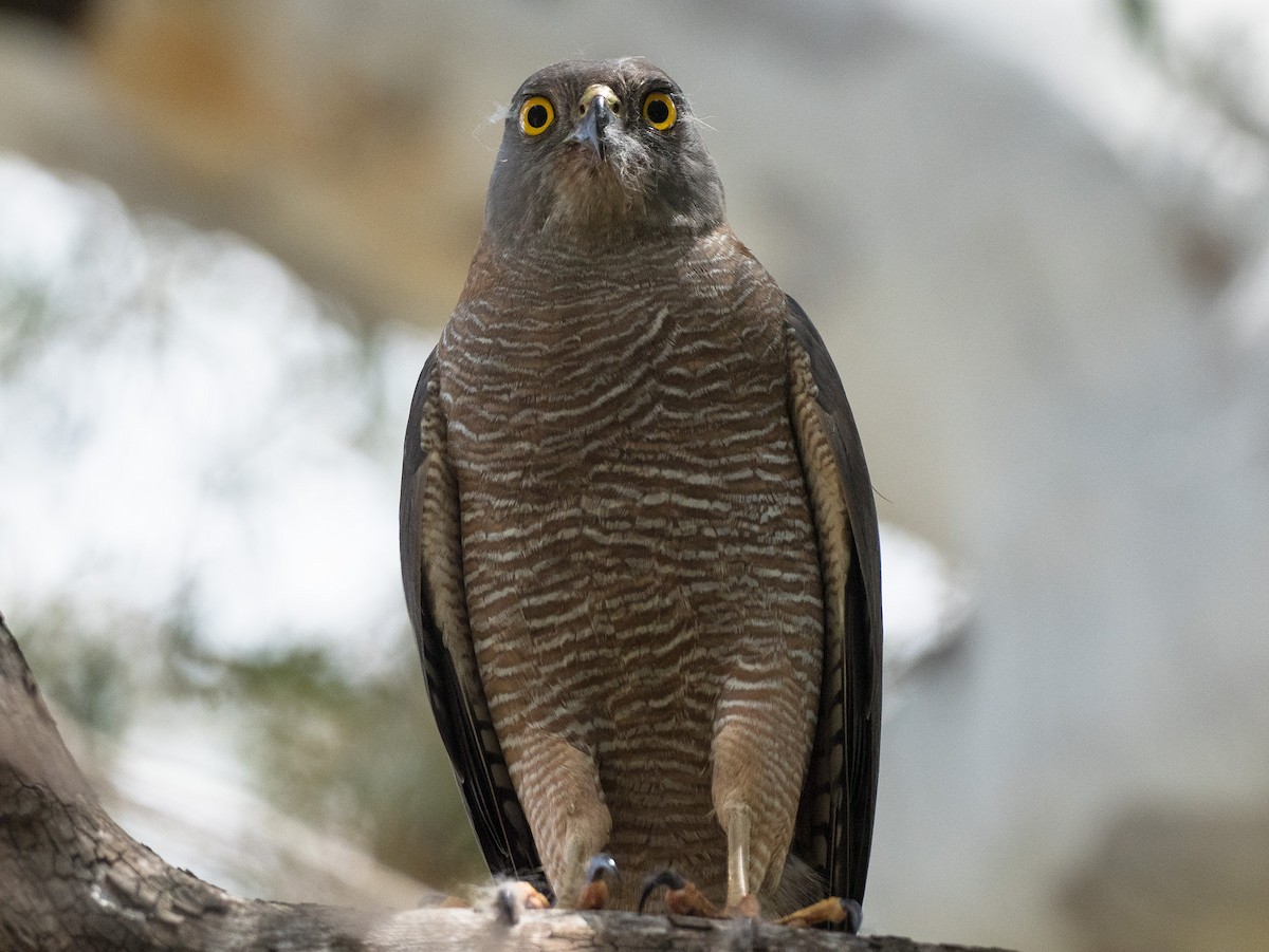 Brown Goshawk - ML385637621