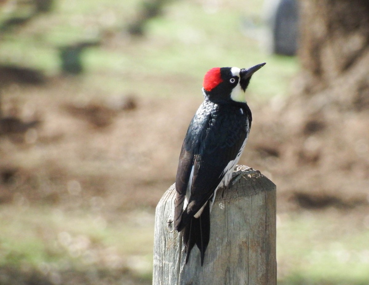 Acorn Woodpecker - ML385639591