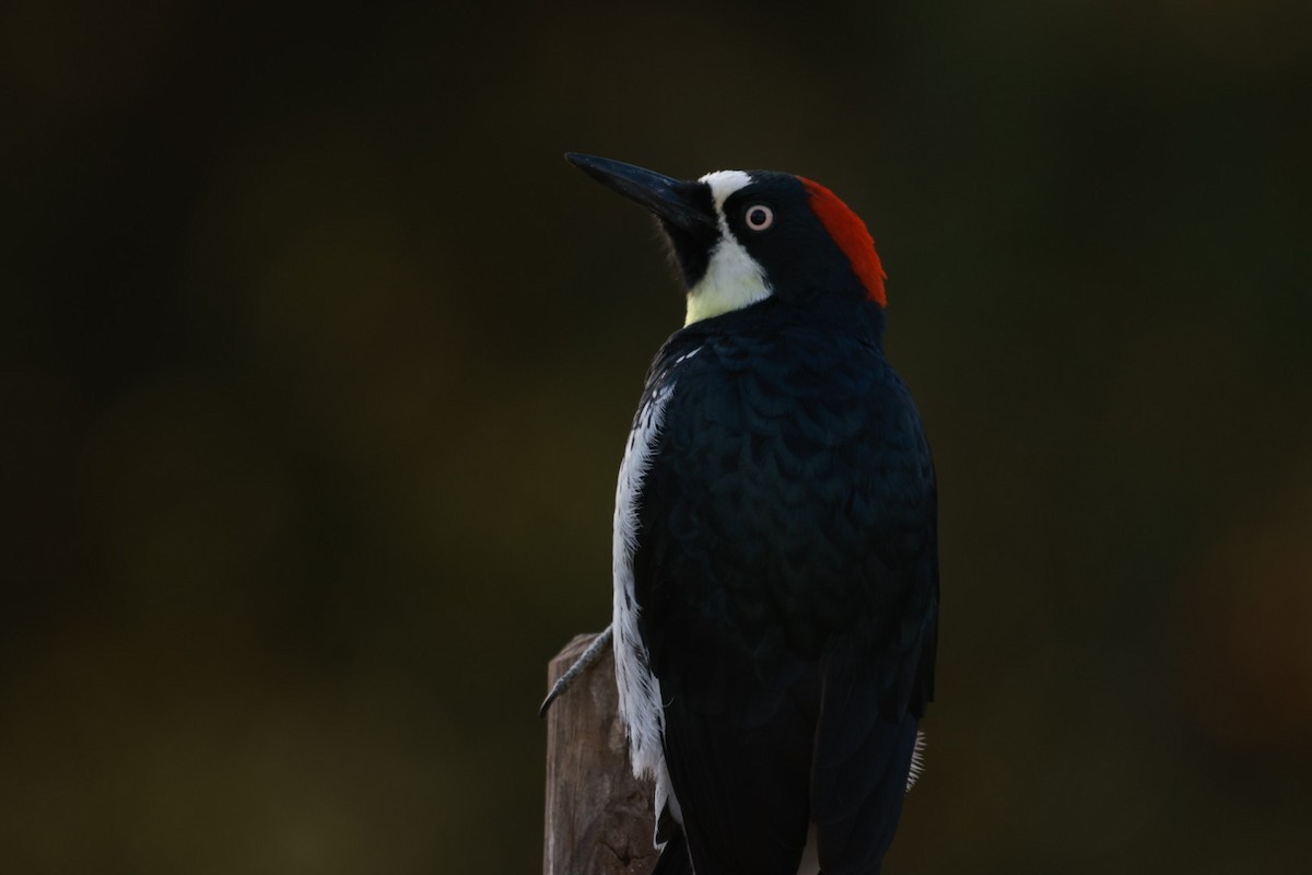 Acorn Woodpecker - ML385640051