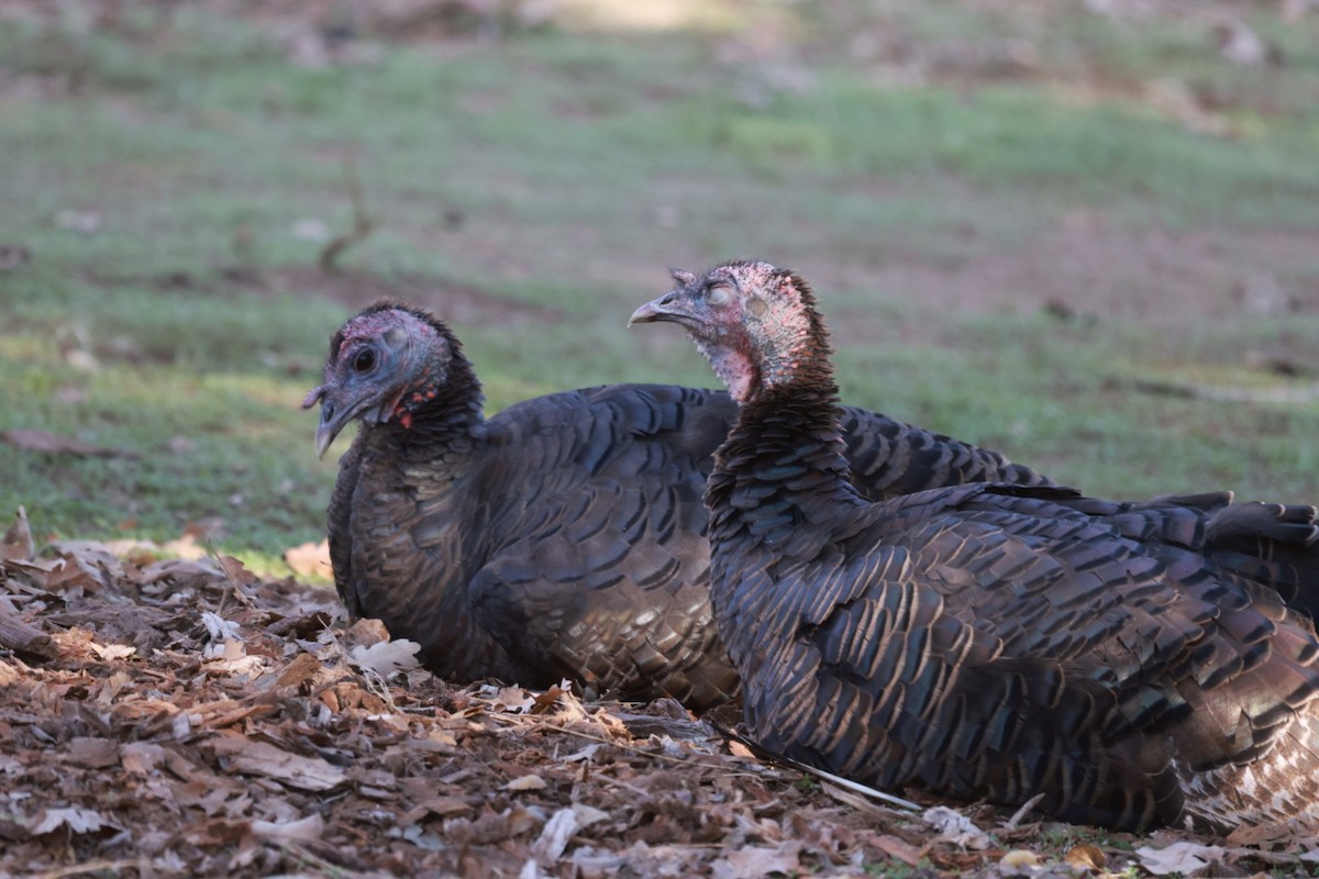 Wild Turkey - ML385640101