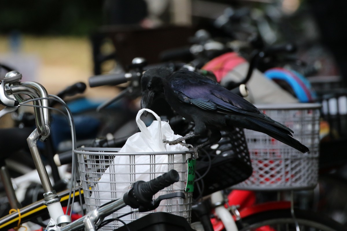 Large-billed Crow - ML385644561