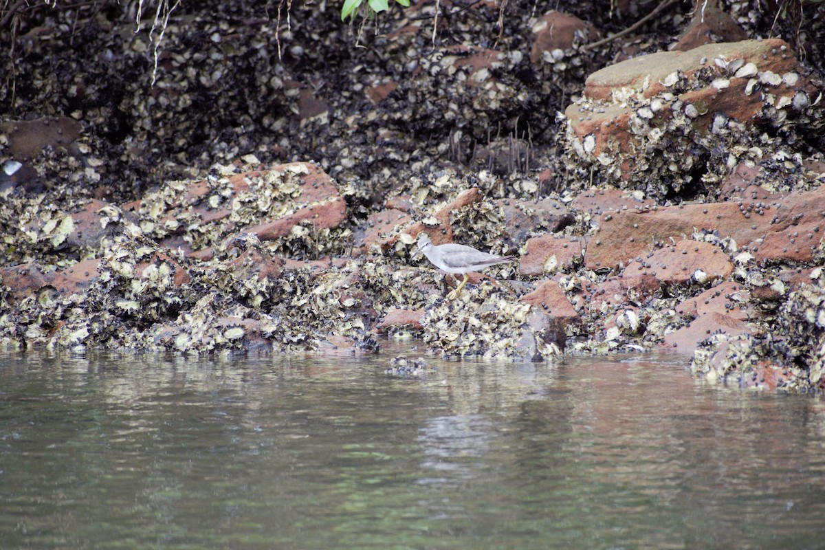 Gray-tailed Tattler - ML385644931