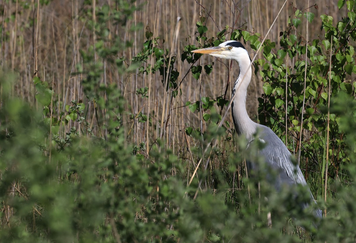 Gray Heron - ML385645161