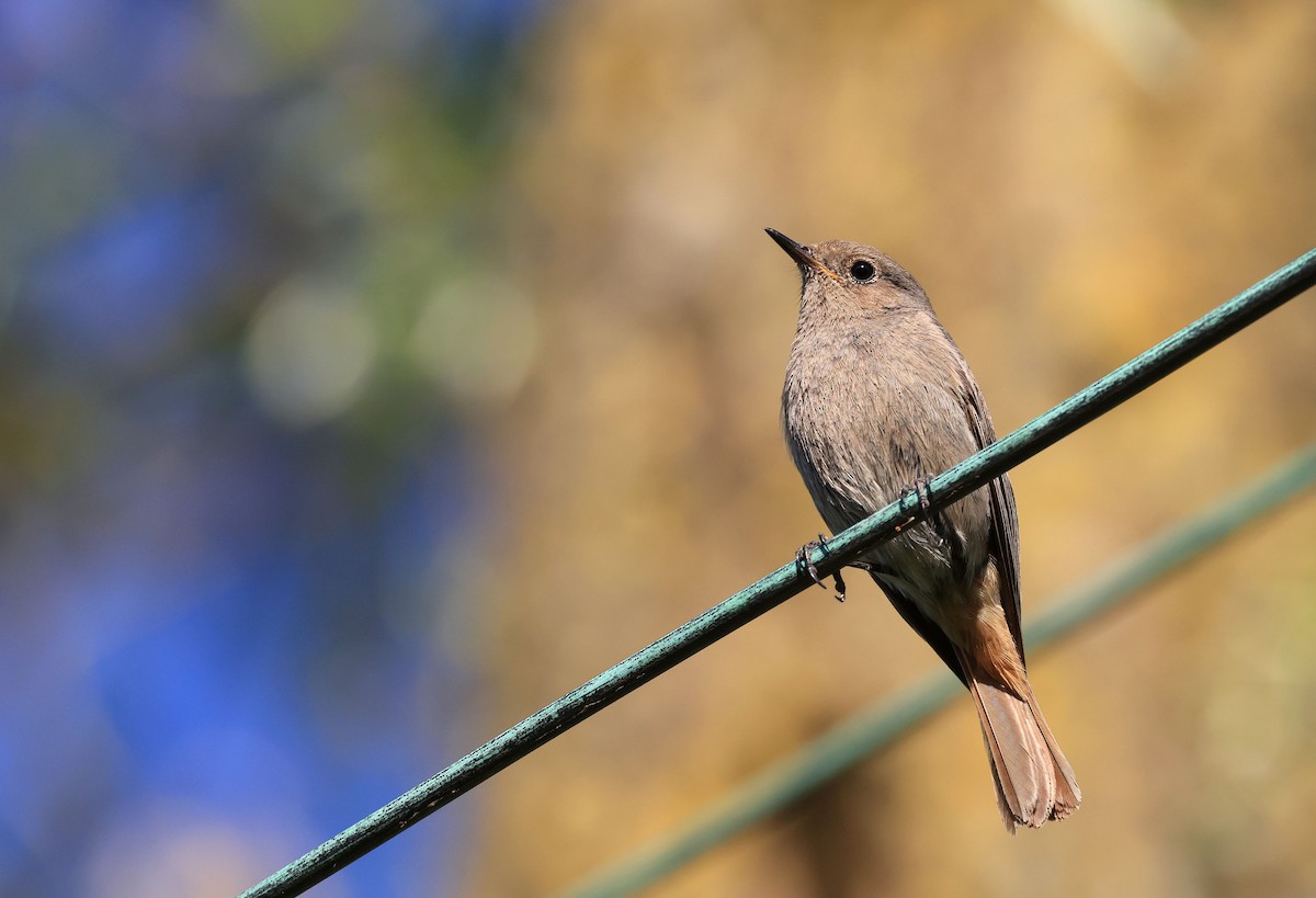 Black Redstart - ML385645181