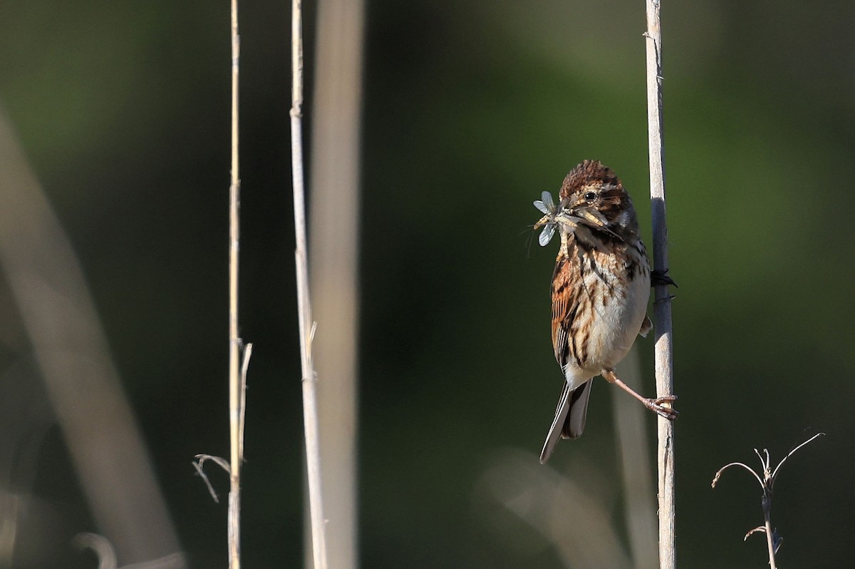 Reed Bunting - ML385645211