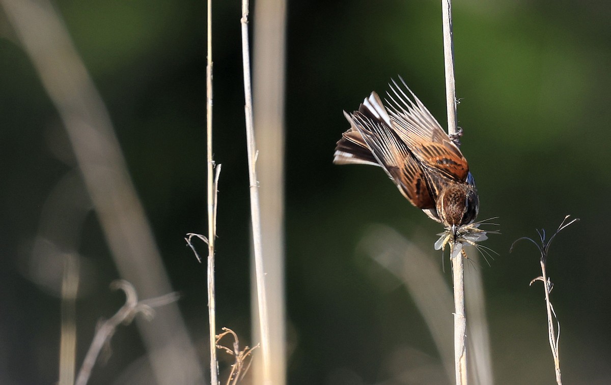 Reed Bunting - ML385645221