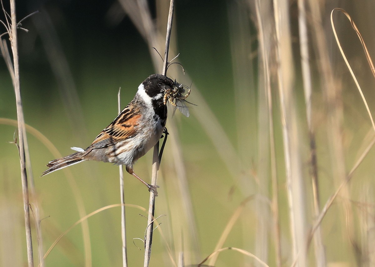 Reed Bunting - ML385645231