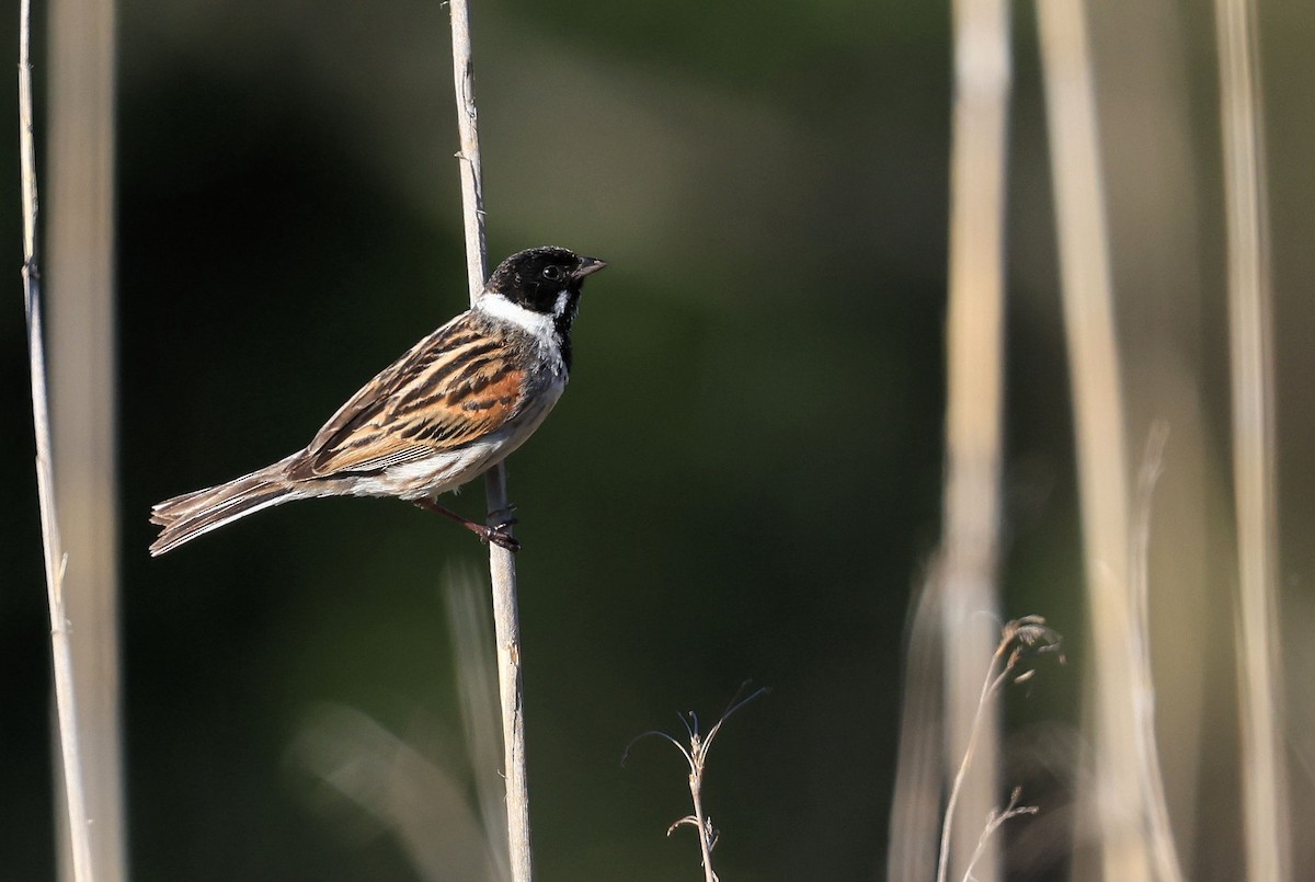 Reed Bunting - ML385645241