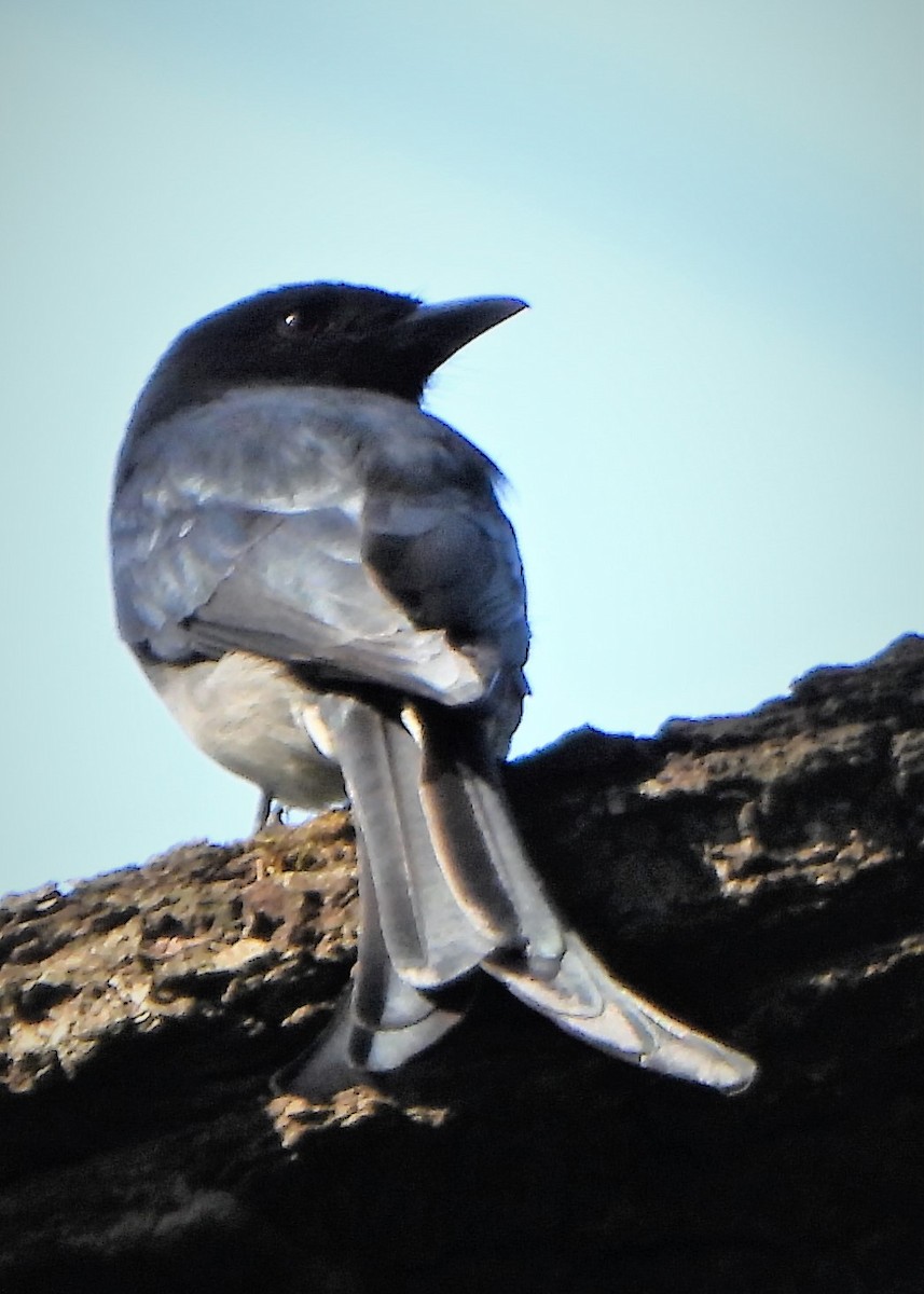 White-bellied Drongo - Girish Chhatpar