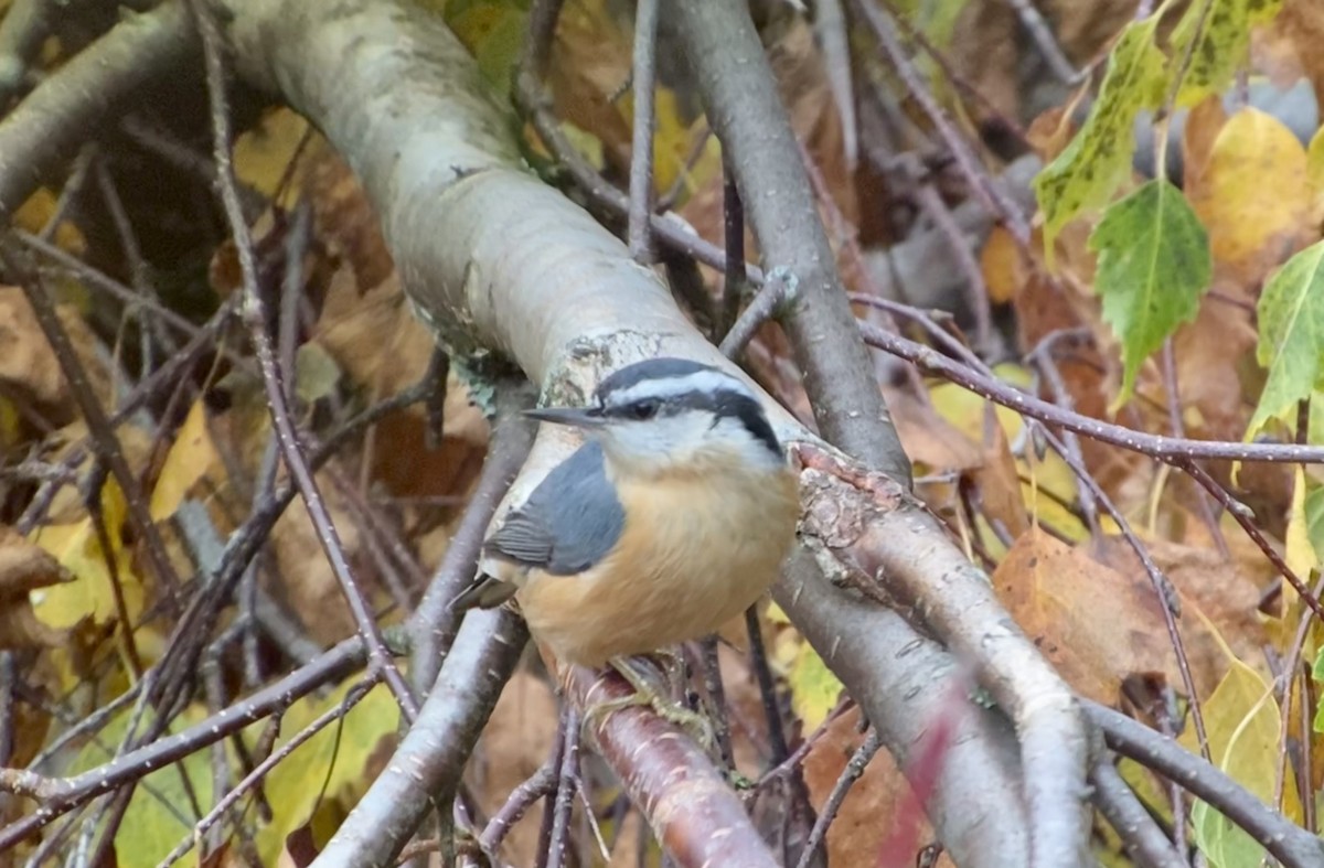 Red-breasted Nuthatch - ML385648171