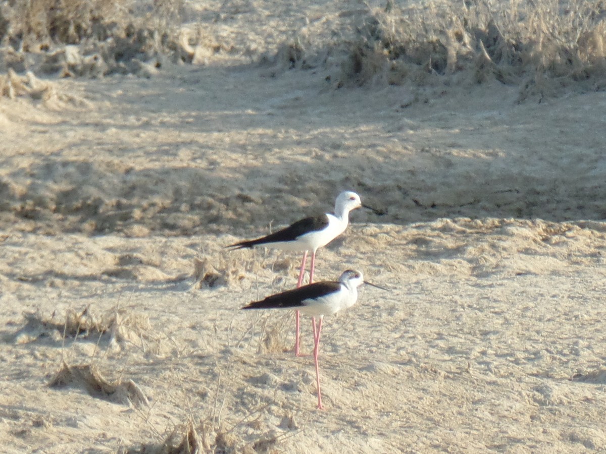 Black-winged Stilt - ML385650971