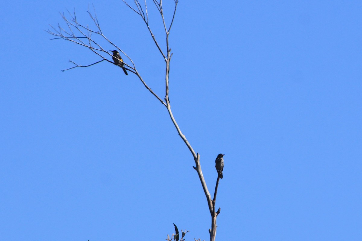 New Holland Honeyeater - Steve  McIntosh