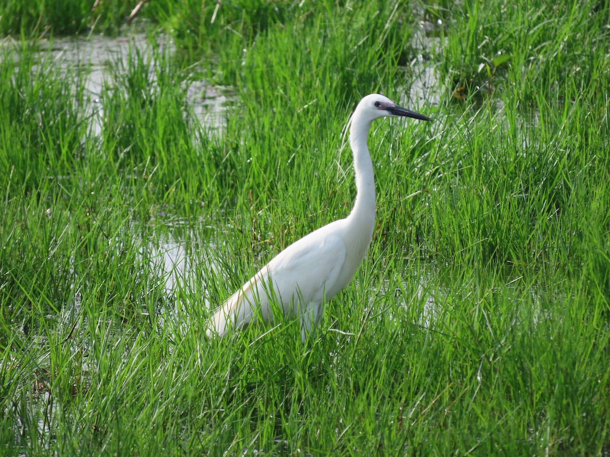 Little Egret - ML385652371