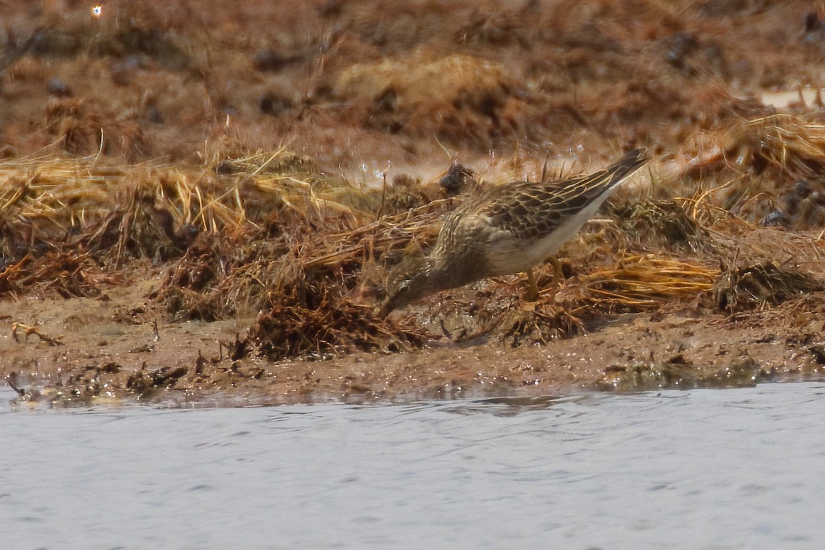 Graubrust-Strandläufer - ML385652791