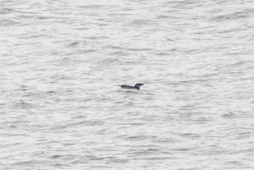 Razorbill - ML385654711