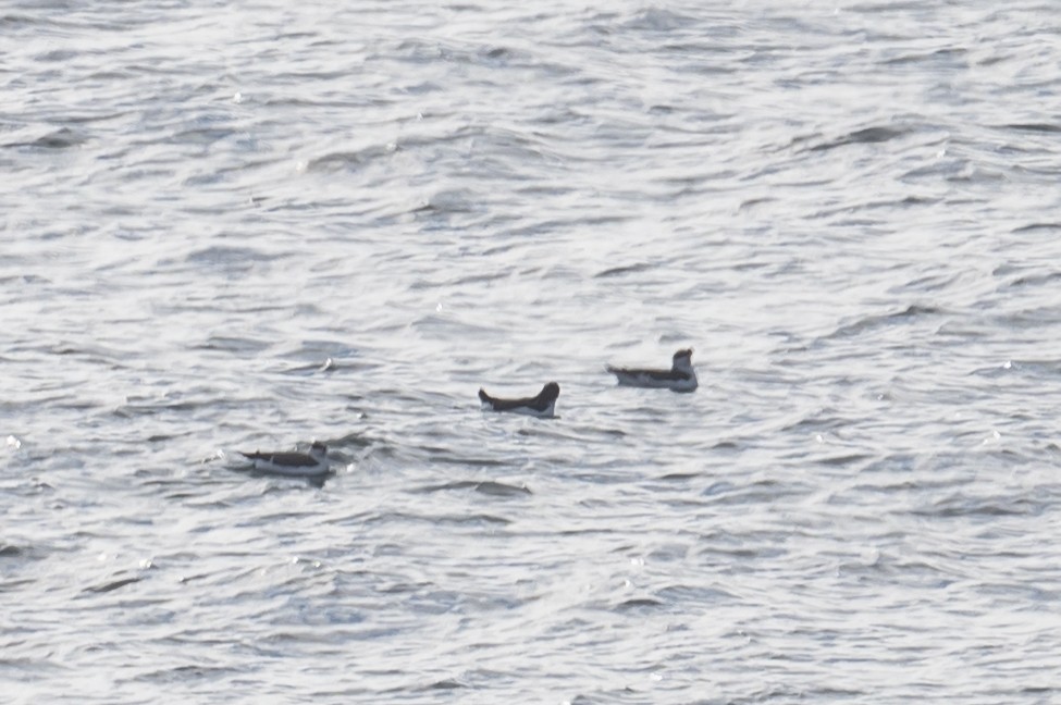 Razorbill - ML385654751