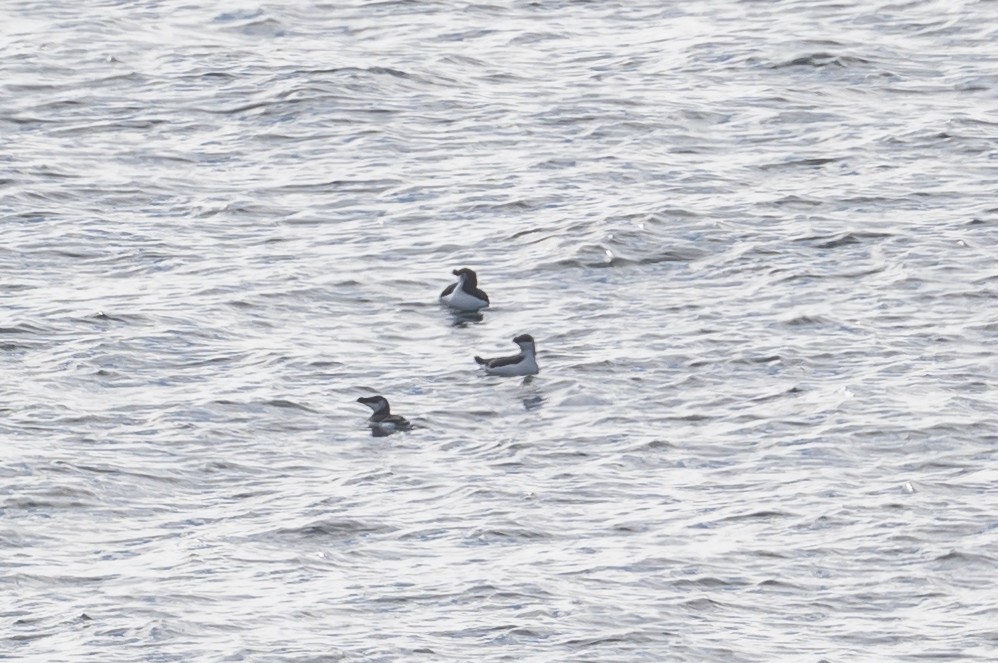 Razorbill - ML385654771