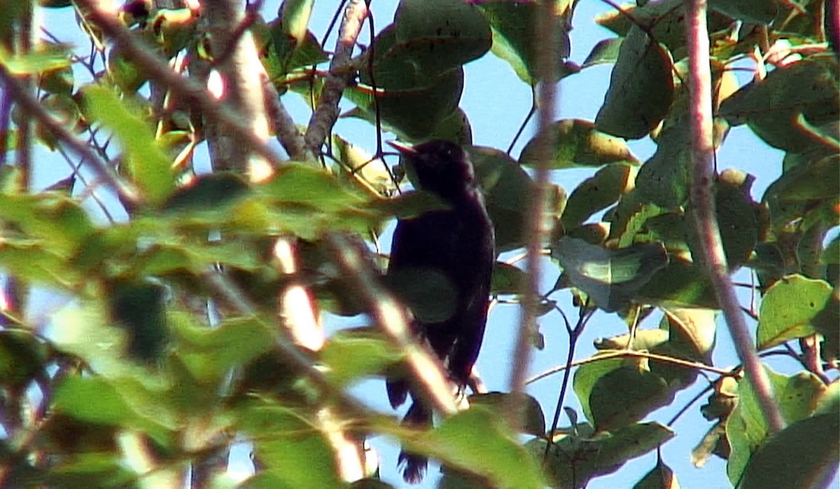Pájaro Gato Negro - ML385655521
