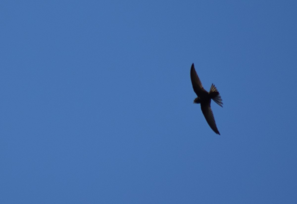 Common Swift - Luís Santos