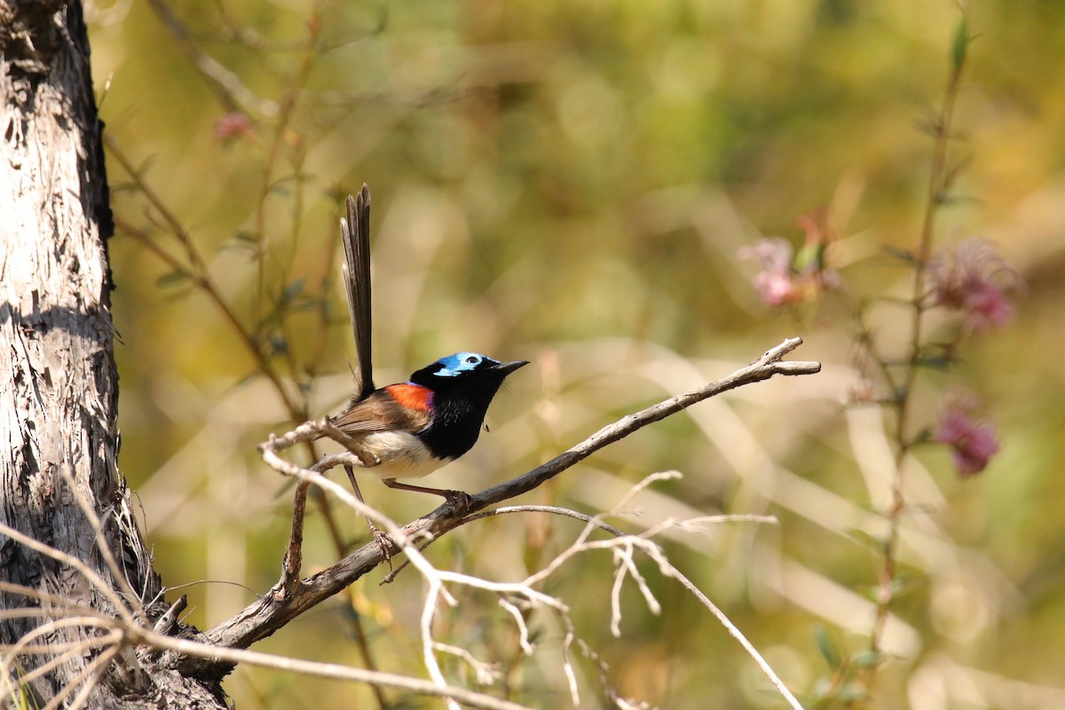 Variegated Fairywren - ML385656951