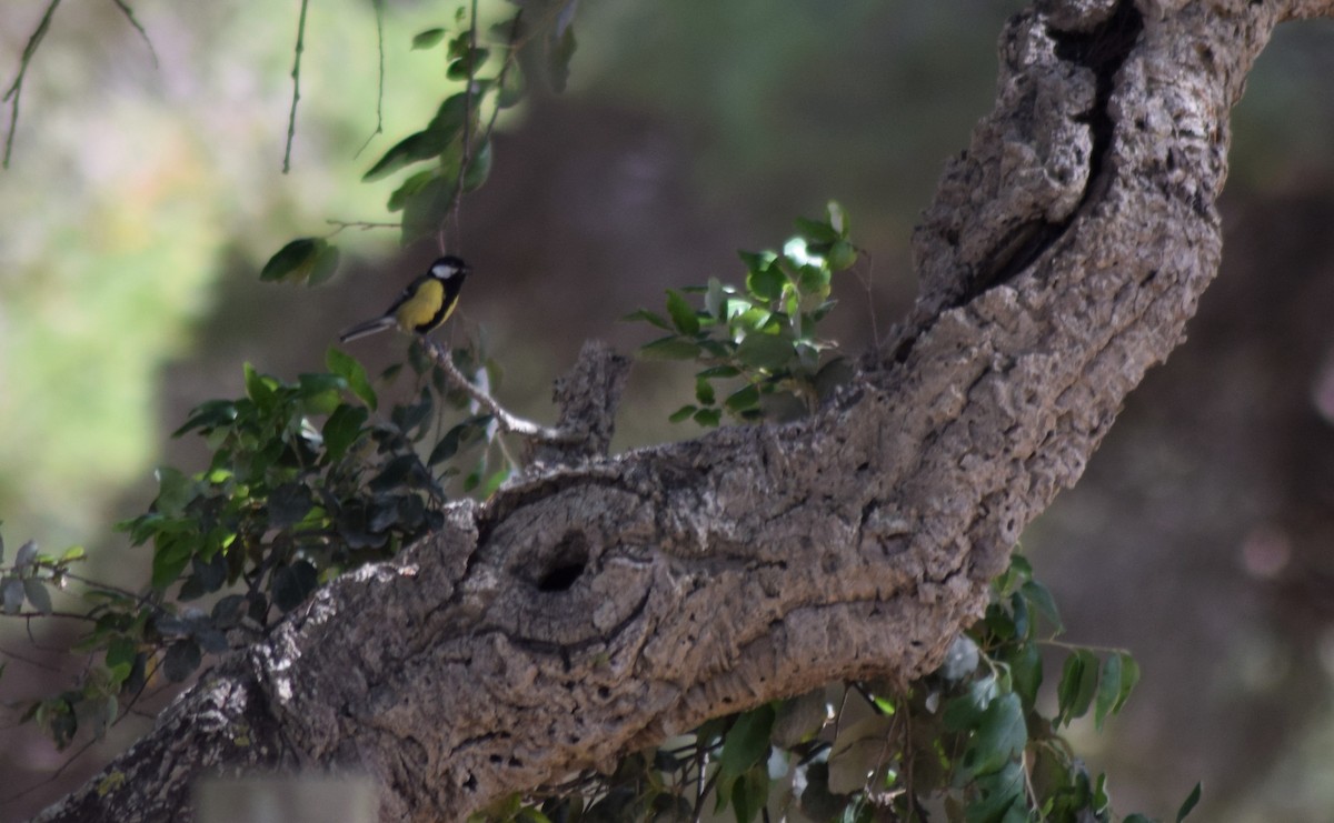 Great Tit - ML385657031