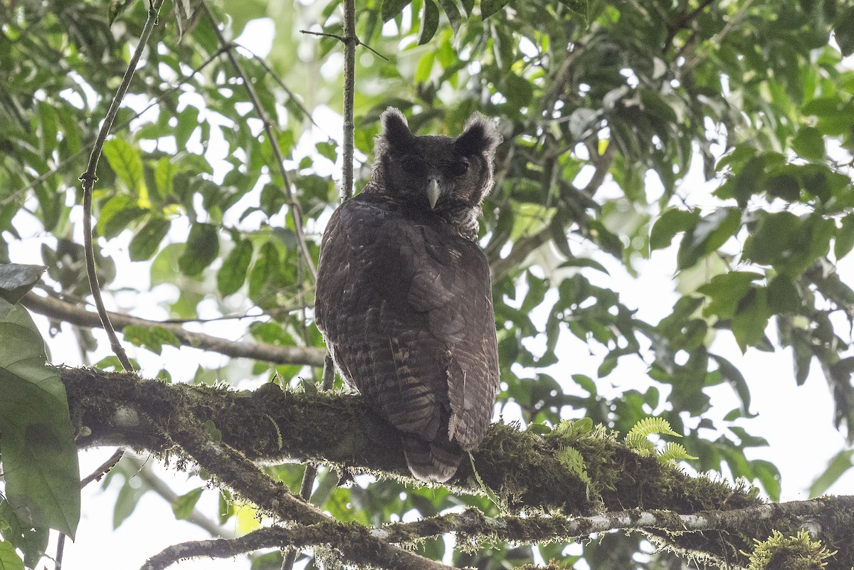 Shelley's Eagle-Owl - ML385657191