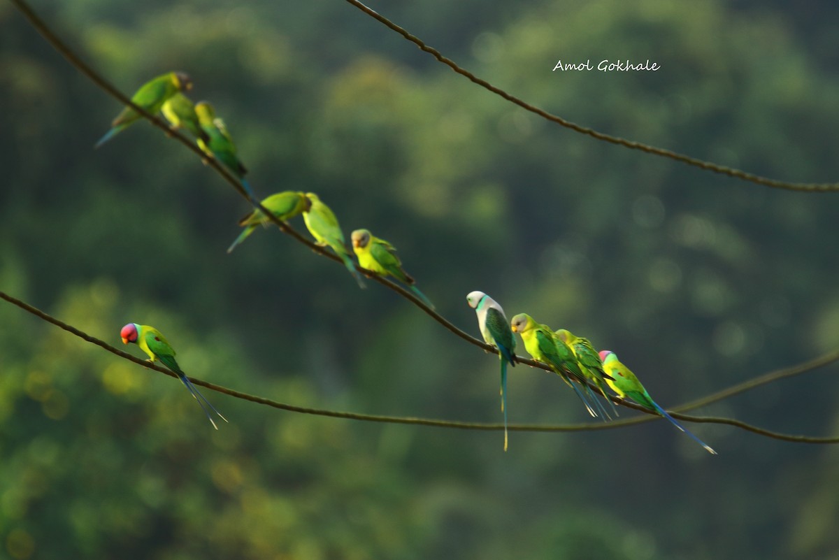 Malabar Parakeet - ML385657311