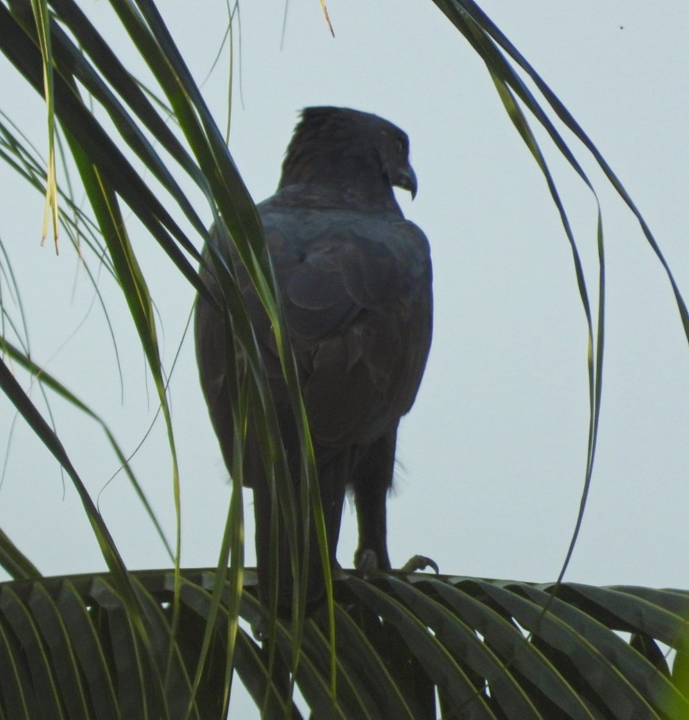 Changeable Hawk-Eagle - Chaiti Banerjee