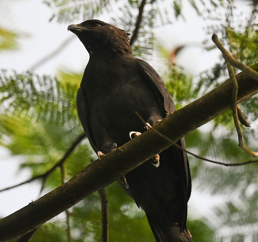 Changeable Hawk-Eagle - ML385657681