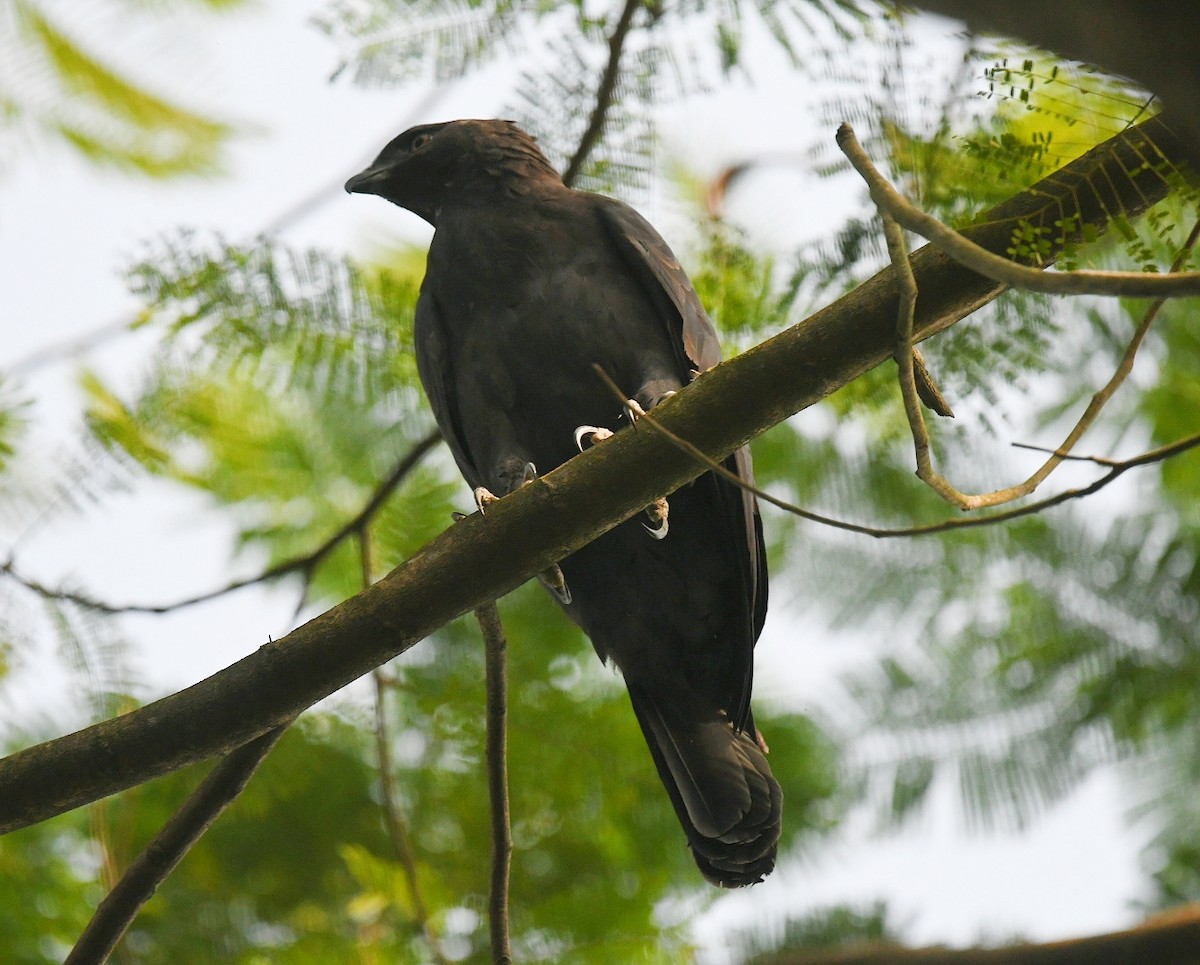 Changeable Hawk-Eagle - ML385657691