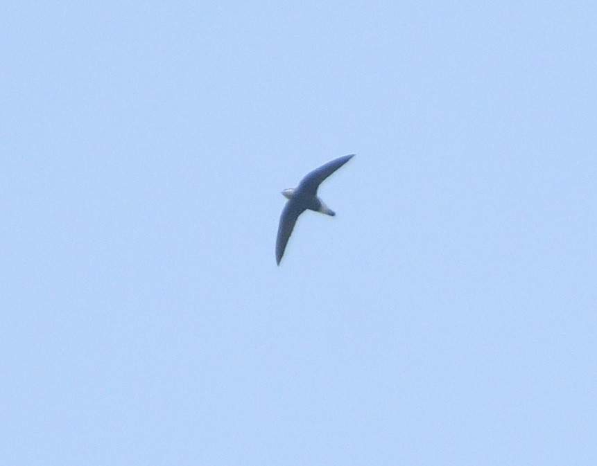 White-throated Needletail - ML385657931