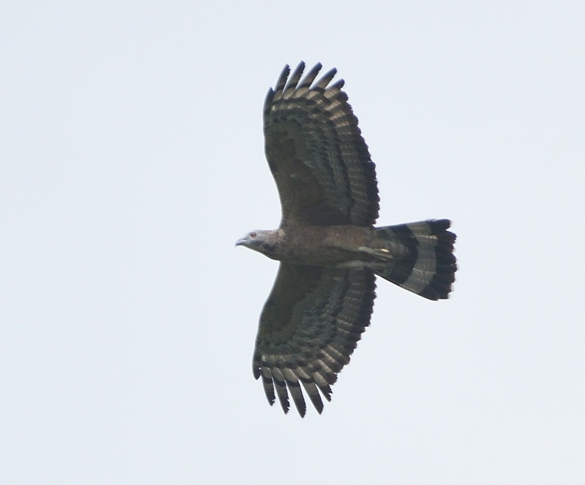 Oriental Honey-buzzard - ML385657961