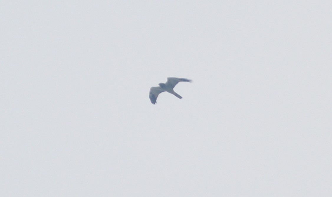 Eastern Marsh Harrier - ML385658011