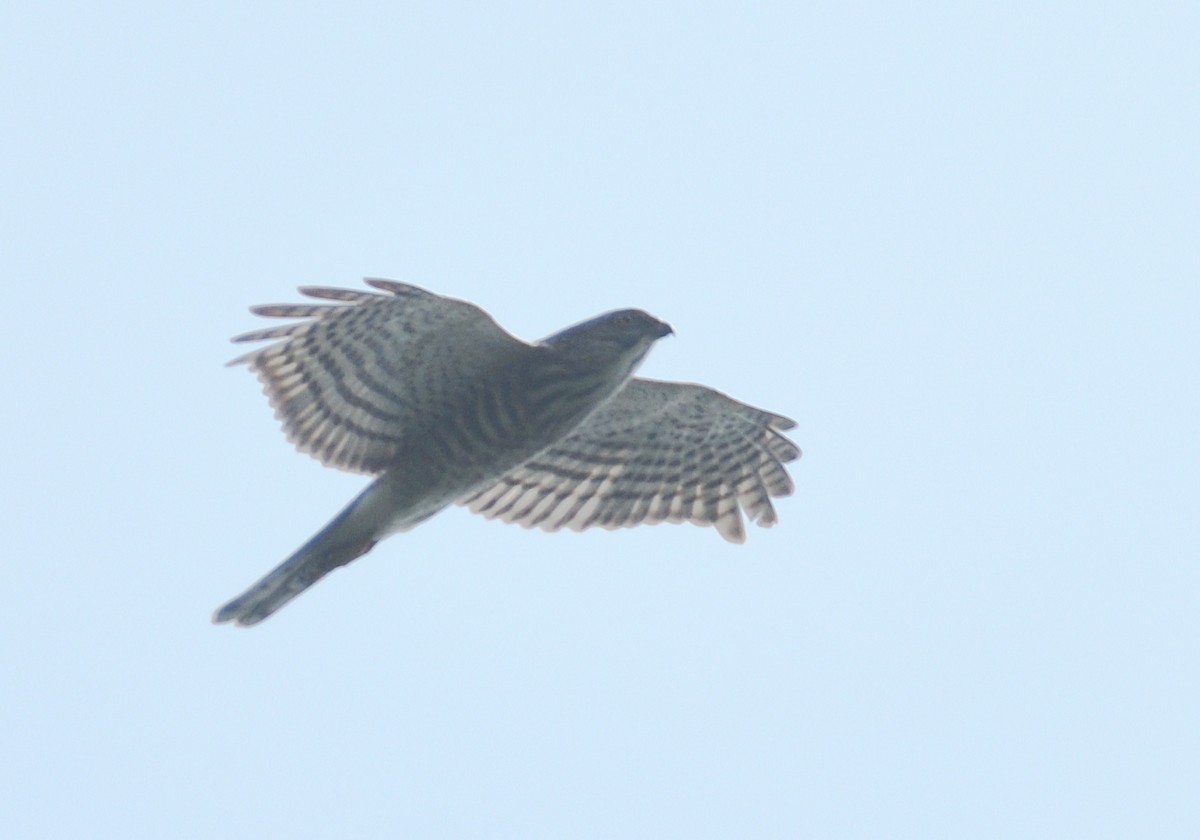 Japanese Sparrowhawk - ML385658031