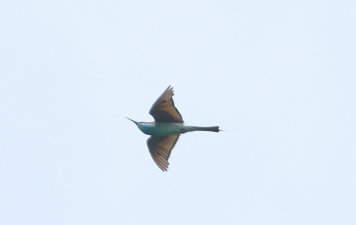 Blue-throated Bee-eater - ML385658041