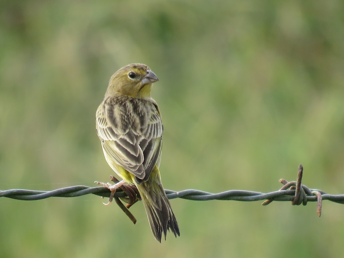 Grassland Yellow-Finch - ML385658151