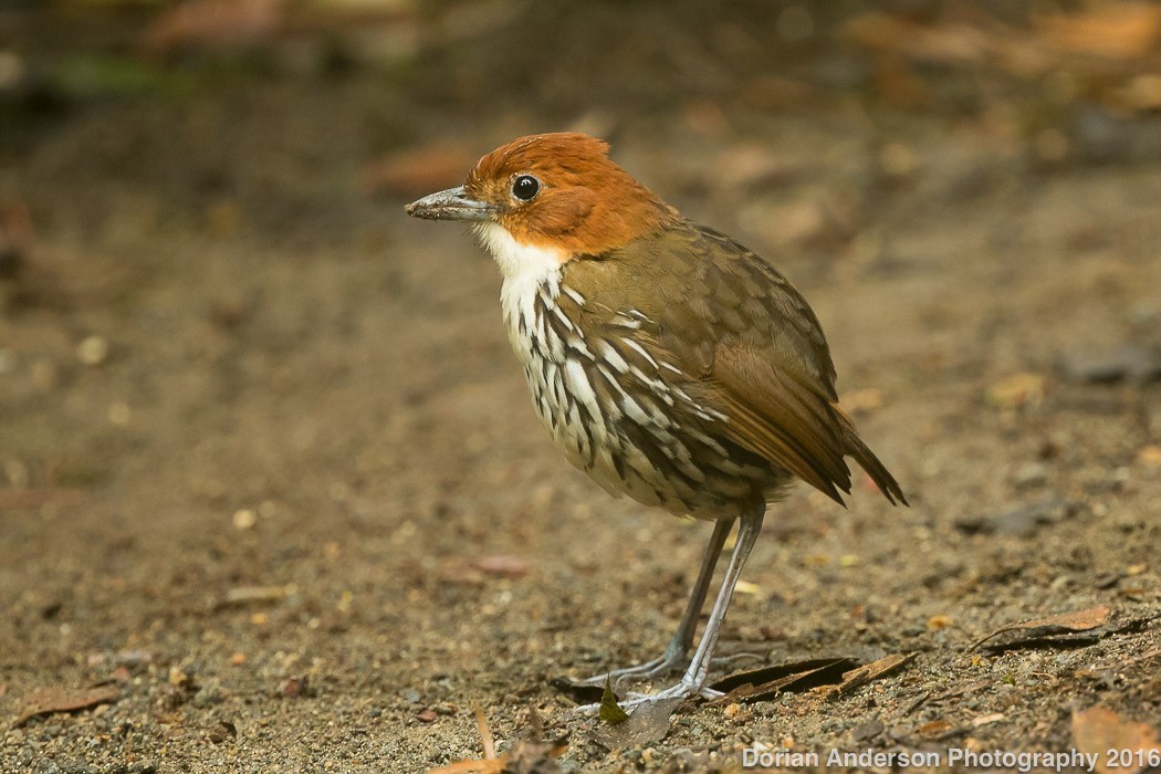Chestnut-crowned Antpitta - Dorian Anderson