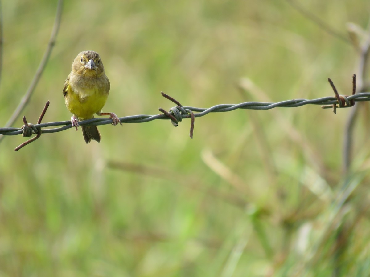 Grassland Yellow-Finch - ML385658631