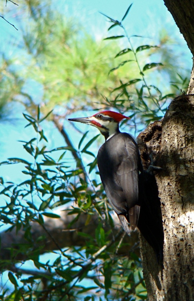 Pileated Woodpecker - ML38566041