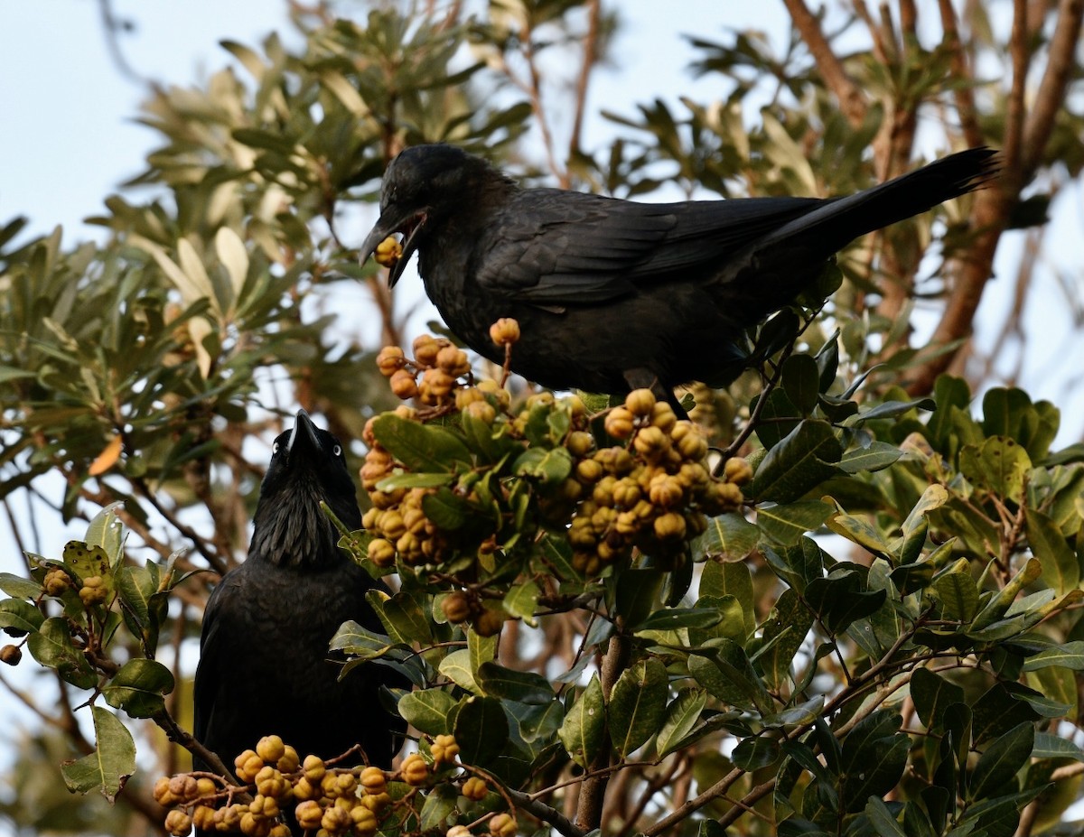 Australian Raven - ML385660551