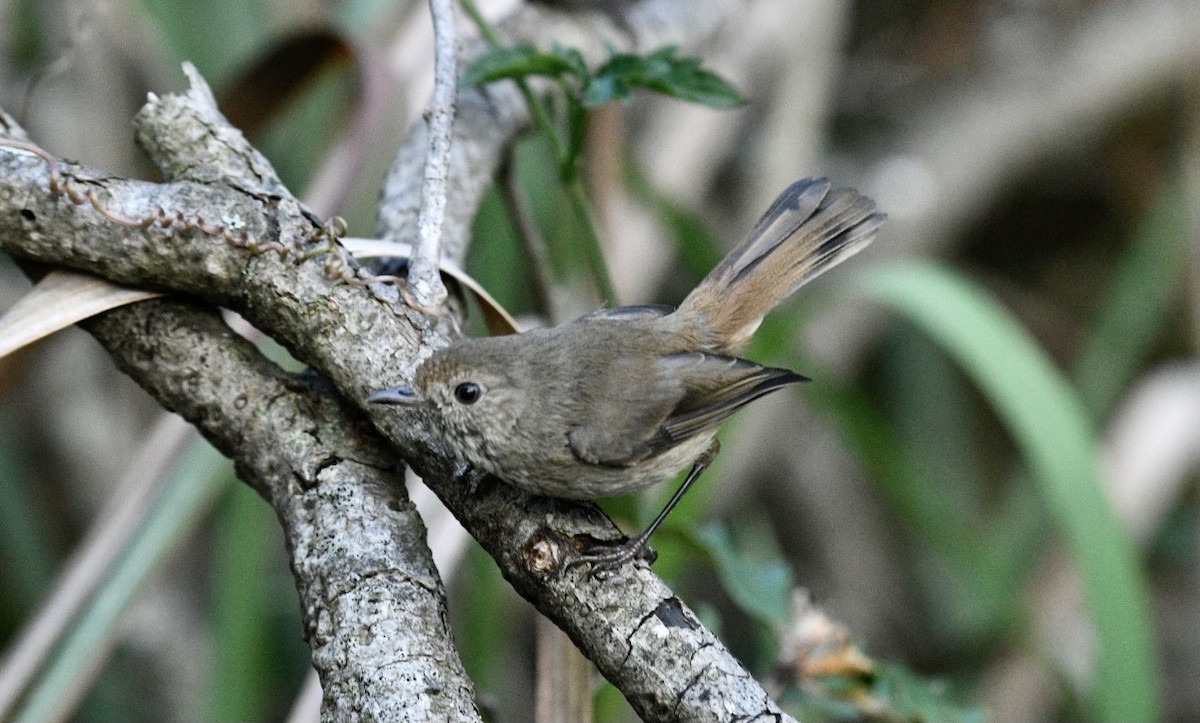 Brown Thornbill - Catherine Kirby