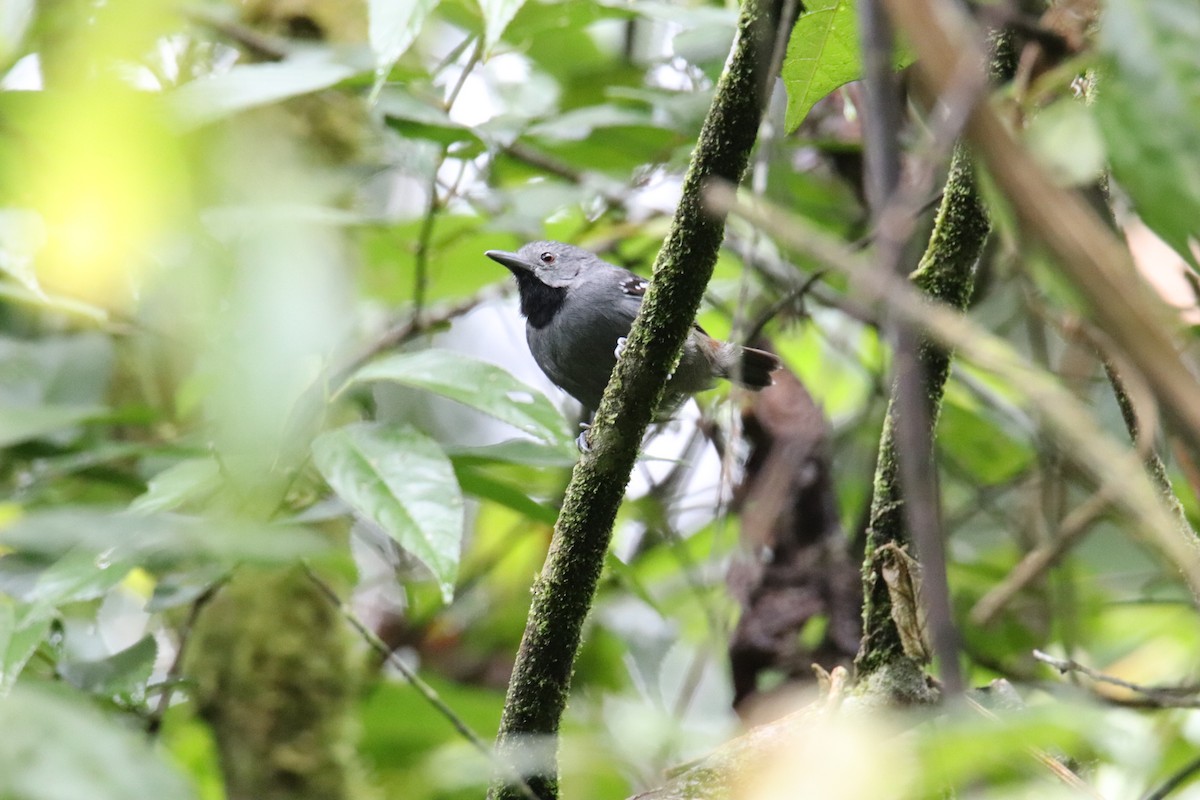 Ornate Stipplethroat - Marcelo Quipo