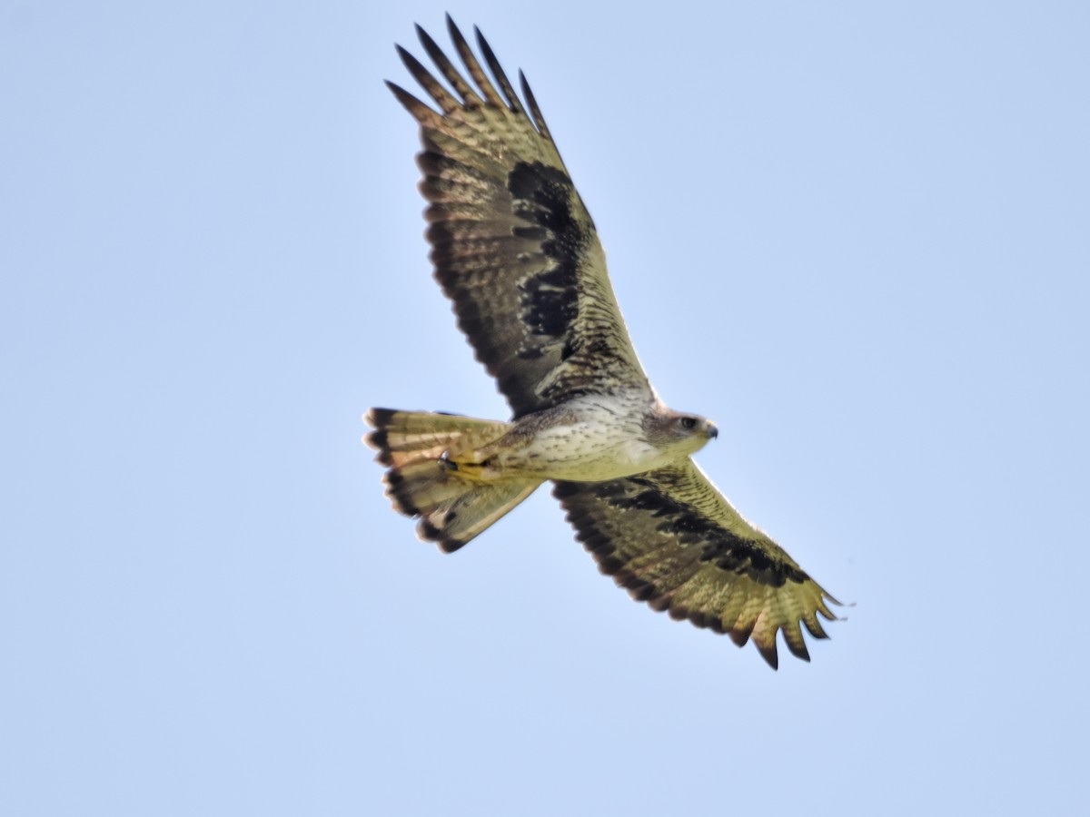 Bonelli's Eagle - ML385663391