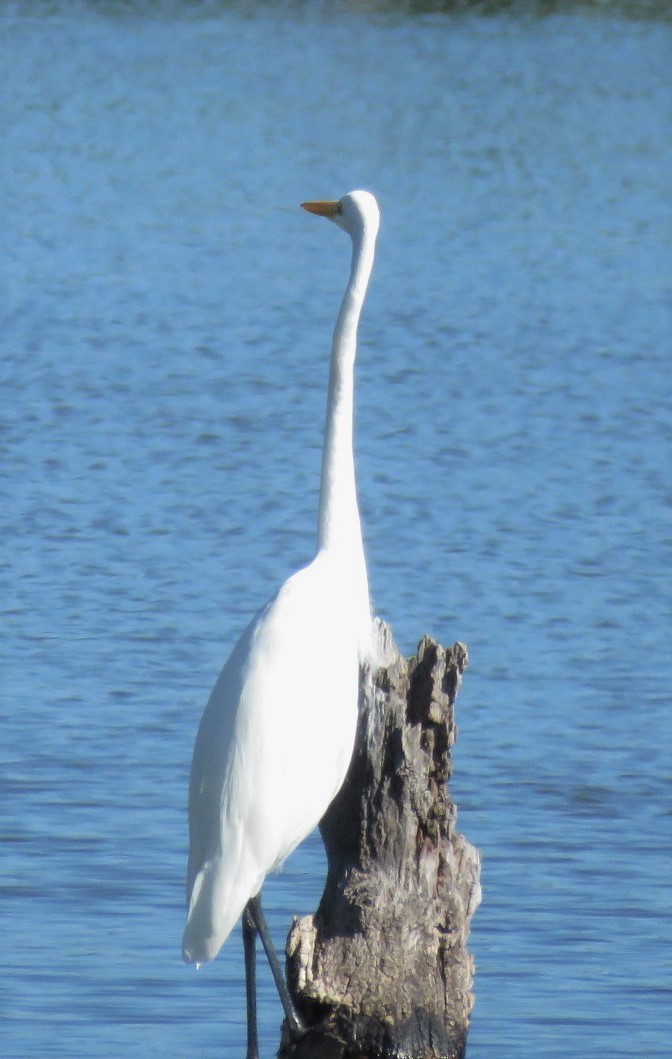 Great Egret - ML385663571