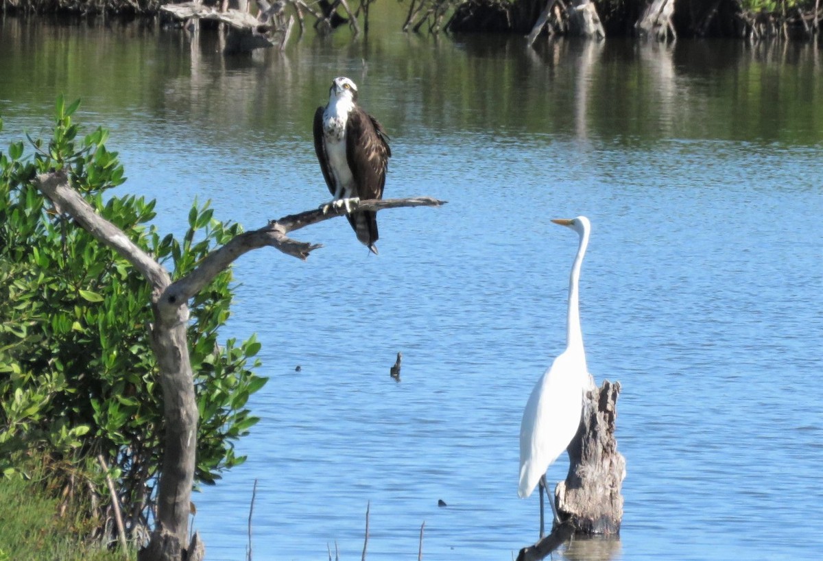 Great Egret - ML385663601