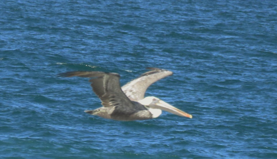 Brown Pelican - ML385664831