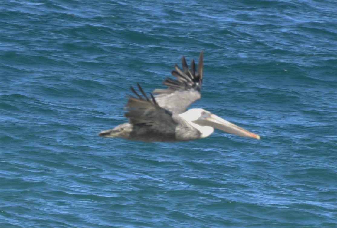 Brown Pelican - ML385664841